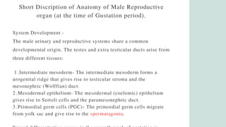 Short Discription of Anatomy of Male Reproductive
organ (at the time of Gustation period).
System Development -
The male urinary and reproductive systems share a common
developmental origin. The testes and extra testicular ducts arise from
three different tissues:
1 .Intermediate mesoderm- The intermediate mesoderm forms a
urogenital ridge that gives rise to testicular stroma and the
mesonephric (Wolffian) duct.
2 .Mesodermal epithelium- The mesodermal (coelomic) epithelium
gives rise to Sertoli cells and the paramesonephric duct.
3 .Primordial germ cells (PGC)- The primordial germ cells migrate
from yolk sac and give rise to the spermatagonia.
 