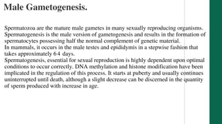 Male Gametogenesis.
Biology
1
Spermatozoa are the mature male gametes in many sexually reproducing organisms.
Spermatogenesis is the male version of gametogenesis and results in the formation of
spermatocytes possessing half the normal complement of genetic material.
In mammals, it occurs in the male testes and epididymis in a stepwise fashion that
takes approximately 64 days.
Spermatogenesis, essential for sexual reproduction is highly dependent upon optimal
conditions to occur correctly. DNA methylation and histone modification have been
implicated in the regulation of this process. It starts at puberty and usually continues
uninterrupted until death, although a slight decrease can be discerned in the quantity
of sperm produced with increase in age.
 