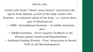 Sertoli cells
sertoli cells forms” blood testes barrier” and protect the
sperm from immune system of the body sertoli cells
function as endocrine gland of the body .i.e. scerete three
type of biochemicals
• AMH- Antimullarian hormone ~ It inhibit mullarian
duct
• Inhibin hormone - Gives negative feedback to the
Pitutary gland (mainly)and Hypothalamus .
• Androgen binding Protein - Conc. testesteron in Sertoli
Cells to aid Spermatogenesis
 