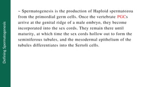 Defining
Spermatogenesis
~ Spermatogenesis is the production of Haploid spermatozoa
from the primordial germ cells. Once the vertebrate PGCs
arrive at the genital ridge of a male embryo, they become
incorporated into the sex cords. They remain there until
maturity, at which time the sex cords hollow out to form the
seminiferous tubules, and the mesodermal epithelium of the
tubules differentiates into the Sertoli cells.
 