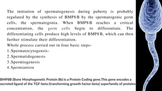 BMP8B (Bone Morphogenetic Protein 8b) is a Protein Coding gene.This gene encodes a
secreted ligand of the TGF-beta (transforming growth factor-beta) superfamily of proteins
The initiation of spermatogenesis during puberty is probably
regulated by the synthesis of BMP8 B by the spermatogenic germ
cells, the spermatogonia. When BMP8 B reaches a critical
concentration, the germ cells begin to differentiate. The
differentiating cells produce high levels of BMP8 B, which can then
further stimulate their differentiation.
Whole process carried out in four basic steps-
1 .Spermatocytogensis-
2 .Spermatidogenesis
3 .Spermiogenesis
4 .Spermiantion
 