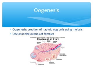 Oogenesis


∗ Oogenesis: creation of haploid egg cells using meiosis
∗ Occurs in the ovaries of females
 