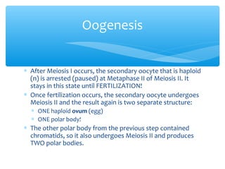 Oogenesis


∗ After Meiosis I occurs, the secondary oocyte that is haploid
  (n) is arrested (paused) at Metaphase II of Meiosis II. It
  stays in this state until FERTILIZATION!
∗ Once fertilization occurs, the secondary oocyte undergoes
  Meiosis II and the result again is two separate structure:
  ∗ ONE haploid ovum (egg)
  ∗ ONE polar body!
∗ The other polar body from the previous step contained
  chromatids, so it also undergoes Meiosis II and produces
  TWO polar bodies.
 
