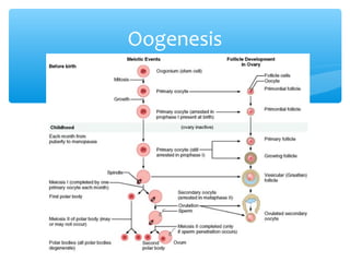 Oogenesis
 