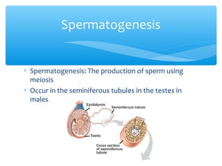 Spermatogenesis


∗ Spermatogenesis: The production of sperm using
  meiosis
∗ Occur in the seminiferous tubules in the testes in
  males
 