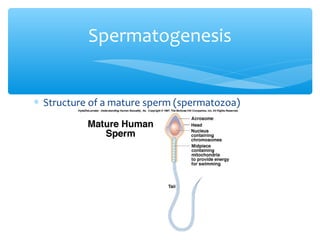 Spermatogenesis


∗ Structure of a mature sperm (spermatozoa)
 