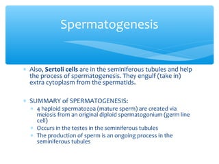 Spermatogenesis


∗ Also, Sertoli cells are in the seminiferous tubules and help
  the process of spermatogenesis. They engulf (take in)
  extra cytoplasm from the spermatids.

∗ SUMMARY of SPERMATOGENESIS:
  ∗ 4 haploid spermatozoa (mature sperm) are created via
    meiosis from an original diploid spermatogonium (germ line
    cell)
  ∗ Occurs in the testes in the seminiferous tubules
  ∗ The production of sperm is an ongoing process in the
    seminiferous tubules
 