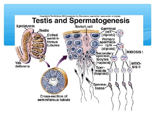 spermatogenesis vs oogenesis Meiosis and gametogenesis compare and contrast spermatogenesis and oogenesis modeling meiosis using your model pieces, reconstruct a diploid parent cell (in the g 1 phase) as it appeared in figure 4 of the previous exercise. spermatogenesis vs oogenesis Meiosis and gametogenesis compare and contrast spermatogenesis and oogenesis modeling meiosis using your model pieces, reconstruct a diploid parent cell (in the g 1 phase) as it appeared in figure 4 of the previous exercise.