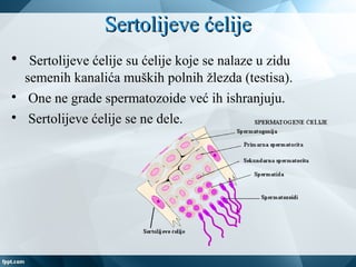 Sertolijeve ćelijeSertolijeve ćelije

Sertolijeve ćelije su ćelije koje se nalaze u zidu
semenih kanalića muških polnih žlezda (testisa).

One ne grade spermatozoide već ih ishranjuju.

Sertolijeve ćelije se ne dele.
 