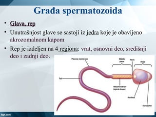 Građa spermatozoida
• Glava, repGlava, rep
• Unutrašnjost glave se sastoji iz jedra koje je obavijeno
akrozomalnom kapom
• Rep je izdeljen na 4 regiona: vrat, osnovni deo, središnji
deo i zadnji deo.
 