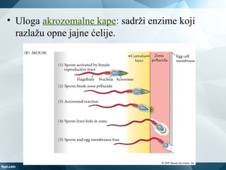 • Uloga akrozomalne kape: sadrži enzime koji
razlažu opne jajne ćelije.
 