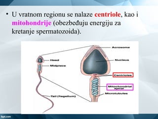 • U vratnom regionu se nalaze centriole, kao i
mitohondrije (obezbeđuju energiju za
kretanje spermatozoida).
 