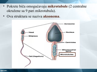 • Pokrete biča omogućavaju mikrotubule (2 centralne
okružene sa 9 pari mikrotubula).
• Ova struktura se naziva aksonema.
 