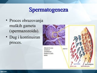 SpermatogenezaSpermatogeneza
• Proces obrazovanja
muških gameta
(spermazozoidaspermazozoida).
• Dug i kontinuiran
proces.
 