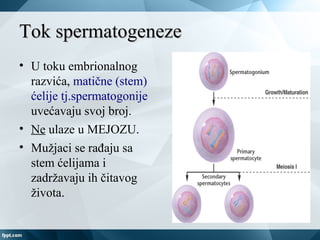 Tok spermatogenezeTok spermatogeneze
• U toku embrionalnog
razvića, matične (stem)
ćelije tj.spermatogonije
uvećavaju svoj broj.
• Ne ulaze u MEJOZU.
• Mužjaci se rađaju sa
stem ćelijama i
zadržavaju ih čitavog
života.
 