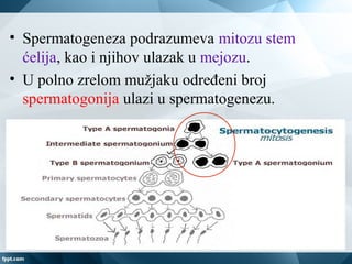 • Spermatogeneza podrazumeva mitozu stem
ćelija, kao i njihov ulazak u mejozu.
• U polno zrelom mužjaku određeni broj
spermatogonija ulazi u spermatogenezu.
 