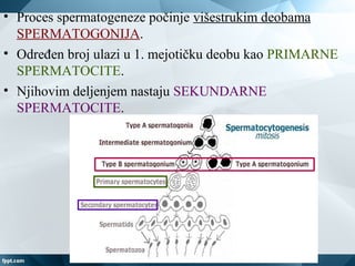 • Proces spermatogeneze počinje višestrukim deobama
SPERMATOGONIJA.
• Određen broj ulazi u 1. mejotičku deobu kao PRIMARNE
SPERMATOCITE.
• Njihovim deljenjem nastaju SEKUNDARNE
SPERMATOCITE.
 
