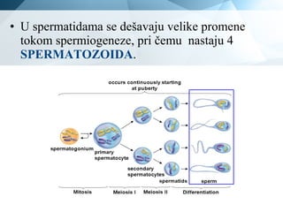 • U spermatidama se dešavaju velike promene
tokom spermiogeneze, pri čemu nastaju 4
SPERMATOZOIDA.
 
