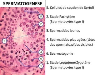 SPERMATOGENESE
                 5. Cellules de soutien de Sertoli

                 2. Stade Pachytène
                    (Spermatocytes type I)

                 3. Spermatides jeunes

                 4. Spermatides plus agées (têtes
                    des spermatozoïdes visibles)

                 6. Spermatogonie

                 1. Stade Leptotène/Zygotène
                    (Spermatocytes type I)
 