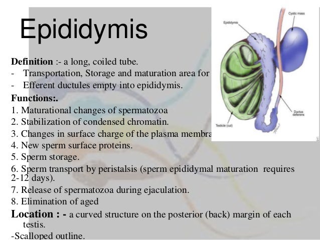 Spermatogensis
