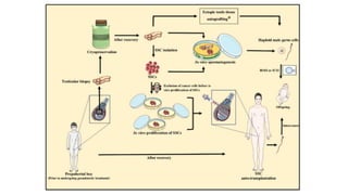 Spermatogonial Stem Cells and In Vitro Spermatogenesis | PPTX
