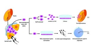 Spermatogonial Stem Cells and In Vitro Spermatogenesis | PPTX