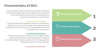 Spermatogonial Stem Cells and In Vitro Spermatogenesis | PPTX