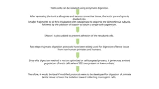 Spermatogonial Stem Cells and In Vitro Spermatogenesis | PPTX