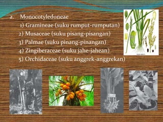 a. Monocotyledoneae
1) Gramineae (suku rumput-rumputan)
2) Musaceae (suku pisang-pisangan)
3) Palmae (suku pinang-pinangan)
4) Zingiberaceae (suku jahe-jahean)
5) Orchidaceae (suku anggrek-anggrekan)
 