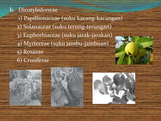 b. Dicotyledoneae
1) Papillionaceae (suku kacang-kacangan)
2) Solanaceae (suku terung-terungan)
3) Euphorbiaceae (suku jarak-jarakan)
4) Myrteceae (suku jambu-jambuan)
5) Rosaeae
6) Crusiferae
 