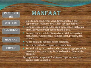 Manfaat
Jenis tumbuhan berbiji yang dimanafaatkan bagi
kepentingan manusia antara lain sebagai berikut:
 Gandum, padi, jagung dan sagu merupakan makanan
utama sebagian besar penduduk di dunia.
 Kacang, tomat, kol, kentang, dan wortel merupakan
makanan sayuran sebagai sumber serat, protein, dan
vitamin.
 Kapas dan rami sebagai bahan sandang.
 Kayu sebagai bahan papan dan perabotan.
 Kumis kucing, jati, mahoni, dan pinus sebagai peneduh,
penyimpan air, penyerap karbon dioksida, dan sumber
oksigen.
Berbagai jenis bunga untuk dekorasi, upacara adat dan
agama, serta kosmetik.
Cover
Ciri - Ciri
Manfaat
Klasifikas
i
Pengerti
an
 