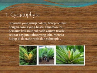 1. Cycadophyta
Tanaman yang mirip palem, bereproduksi
dengan conus yang besar. Tanaman ini
pertama kali muncul pada zaman triasic,
sekitar 225 juta tahun yang lalu. Mereka
hidup di daerah tropis dan subtropis .
 