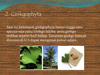 2. Ginkgophyta
Saat ini kelompok ginkgophyta hanya tingga satu
species saja yaitu Ginkgo biloba. jenis ginkgo
terlihat seperti fosil hidup. Tanaman ginkgo banyak
ditanam di U.S dapat mengatasi polusi udara .
 