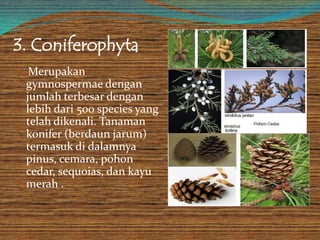 3. Coniferophyta
Merupakan
gymnospermae dengan
jumlah terbesar dengan
lebih dari 500 species yang
telah dikenali. Tanaman
konifer (berdaun jarum)
termasuk di dalamnya
pinus, cemara, pohon
cedar, sequoias, dan kayu
merah .
 
