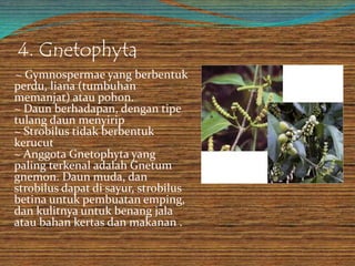4. Gnetophyta
~ Gymnospermae yang berbentuk
perdu, liana (tumbuhan
memanjat) atau pohon.
~ Daun berhadapan, dengan tipe
tulang daun menyirip
~ Strobilus tidak berbentuk
kerucut
~ Anggota Gnetophyta yang
paling terkenal adalah Gnetum
gnemon. Daun muda, dan
strobilus dapat di sayur, strobilus
betina untuk pembuatan emping,
dan kulitnya untuk benang jala
atau bahan kertas dan makanan .
 