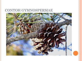 CONTOH GYMNOSPERMAE

 