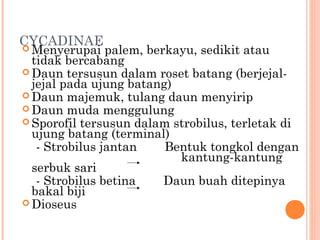 CYCADINAE


Menyerupai palem, berkayu, sedikit atau
tidak bercabang
 Daun tersusun dalam roset batang (berjejaljejal pada ujung batang)
 Daun majemuk, tulang daun menyirip
 Daun muda menggulung
 Sporofil tersusun dalam strobilus, terletak di
ujung batang (terminal)
- Strobilus jantan
Bentuk tongkol dengan
kantung-kantung
serbuk sari
- Strobilus betina
Daun buah ditepinya
bakal biji
 Dioseus

 