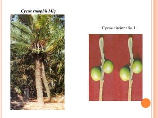 Cycas rumphii Miq.

Cycas circinnalis L.

 
