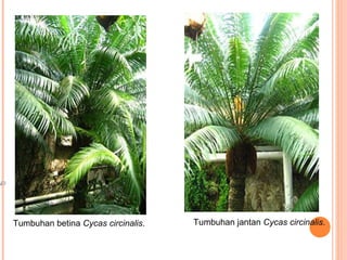 Tumbuhan betina Cycas circinalis.

Tumbuhan jantan Cycas circinalis.

 