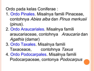 Ordo pada kelas Coniferae :
1. Ordo Pinales. Misalnya famili Pinaceae,
contohnya Abies alba dan Pinus merkusii
(pinus).
2. Ordo Araucariales. Misalnya famili
araucariaceae, contohnya Araucaria dan
Agathis (damar)
3. Ordo Taxales. Misalnya famili
Taxaceace,
contohnya Taxus
4. Ordo Podocarpales. Misalnya famili
Podocarpaceae, contonya Podocarpus

 