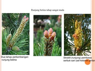 Runjung betina tahap sangat muda

Dua tahap perkembangan
runjung betina

Strobili (runjung) pembawa
serbuk sari (sel kelamin jantan

 
