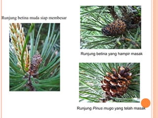 Runjung betina muda siap membesar

Runjung betina yang hampir masak

Runjung Pinus mugo yang telah masak

 