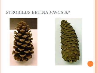 STROBILUS BETINA PINUS SP

 