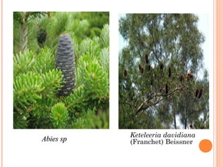 Abies sp 　

 

Keteleeria davidiana
(Franchet) Beissner 　

 