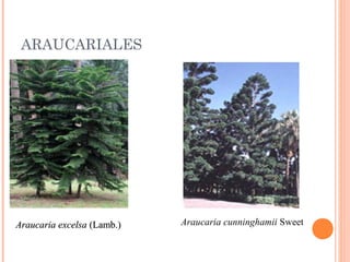 ARAUCARIALES

Araucaria excelsa (Lamb.) 

Araucaria cunninghamii Sweet

 