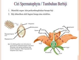 1. Memiliki organ /alat perkembangbiakan berupa biji
2. Biji dihasilkan oleh bagian bunga atau strobilus.

Integumen
Dinding spora
Stamen
Megasporangium
(2n)

Anthera

Tangkai antera

Carpel/putik
Stigma
tangkai
Ovary

Megaspora (n)

(a) . Ini adalah gambar ovum dari pinus (a
gymnosperm), Megasporangium yang besar
dilindungi oleh lapisan pelindung yang
disebut integumen. (Pada Angiospermae
integumen ada 2 lapis.)

Petal
Sepal

Receptakel

Ovule

 