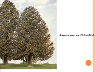 Araucaria araucana (Molina) Koch 

 