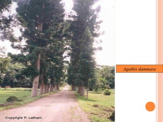 Agathis dammara

 