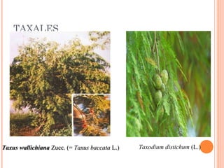 TAXALES

Taxus wallichiana Zucc. (= Taxus baccata L.)

Taxodium distichum (L.) 

 