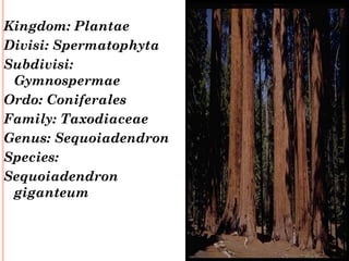 Kingdom: Plantae
Divisi: Spermatophyta
Subdivisi:
Gymnospermae
Ordo: Coniferales
Family: Taxodiaceae
Genus: Sequoiadendron
Species: 
Sequoiadendron
giganteum

 
